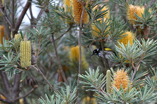 Banksia verticillata